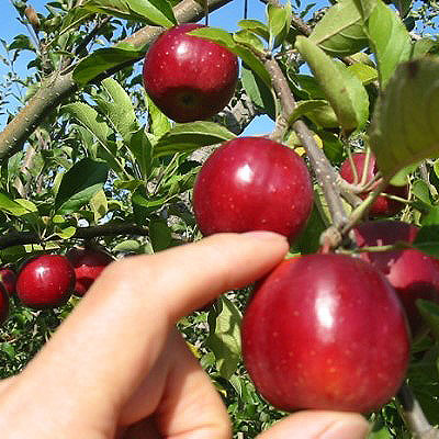 사과나무-알프스오토메(미니사과)
