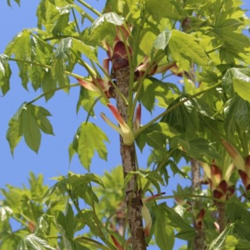 엄나무-민엄나무(가시없는 엄나무)
