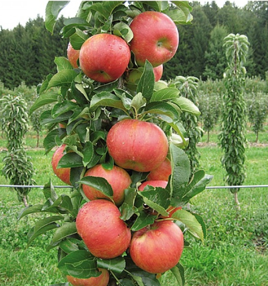 사과나무-기둥사과