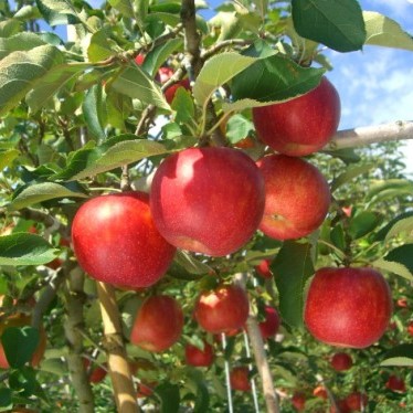 사과나무-루비에스(미니사과)